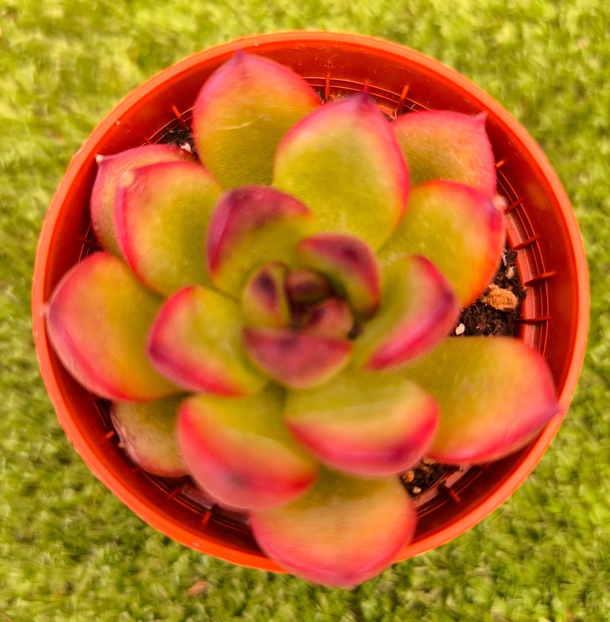 WhatsApp Image 2026-08-31 at 16.10.59 Echeveria ‘Black Tiger’ vaso- 5.5 cm - Image 1