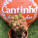 Catos – Cactaceae - vaso 5,5 cm