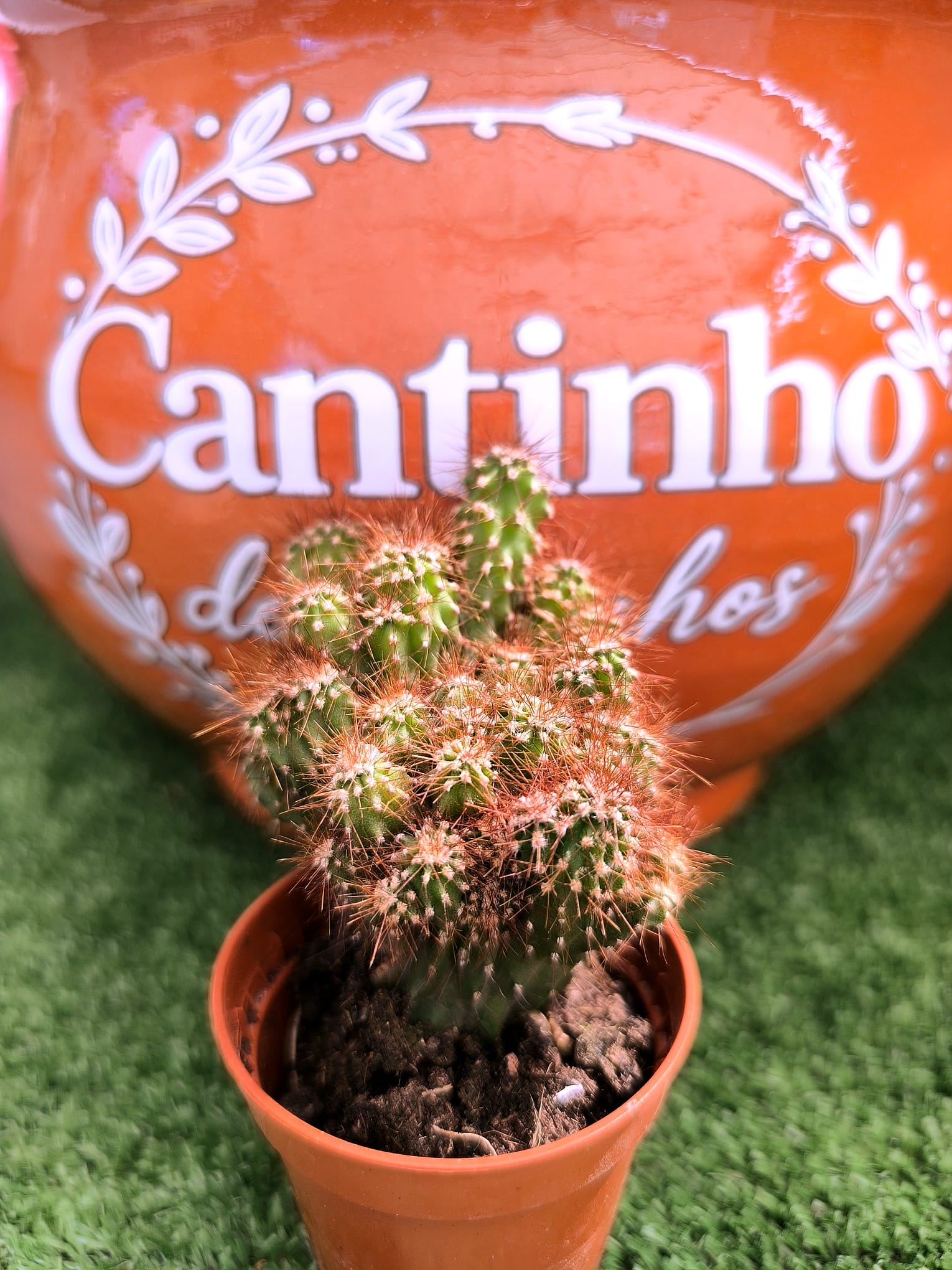 cato Catos – Cactaceae - vaso 5,5 cm - Image 1