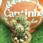 Catos – Cactaceae vaso - 5,5 cm