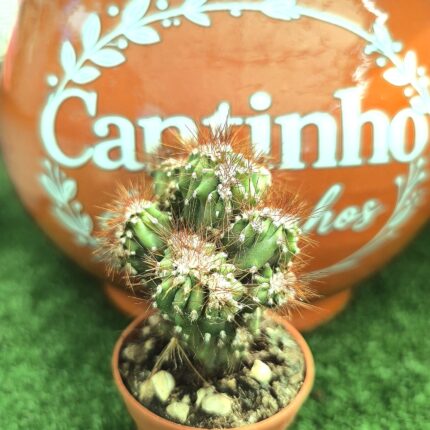 Catos – Cactaceae vaso - 5,5 cm