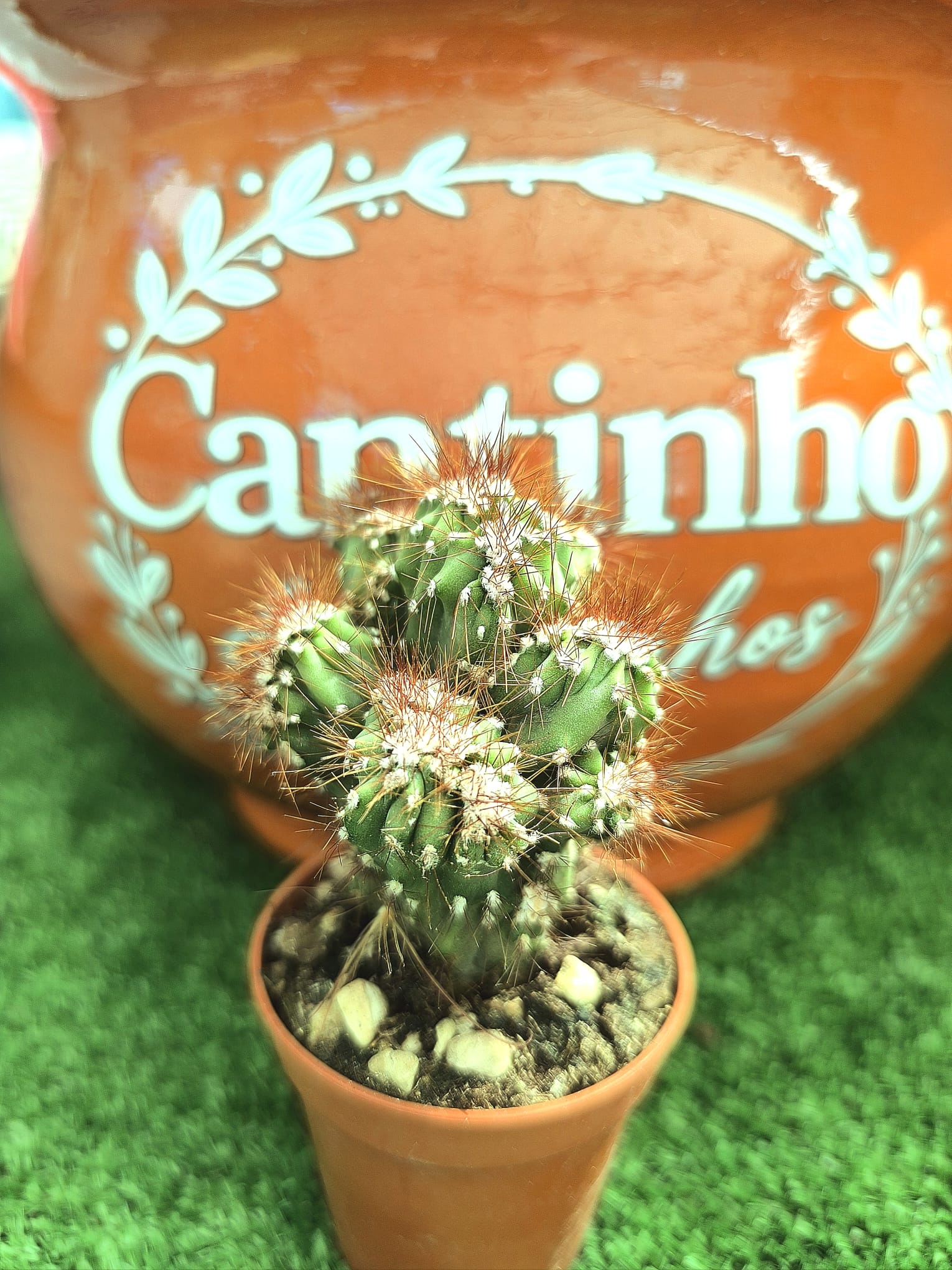 cato Catos – Cactaceae vaso - 5,5 cm - Image 1