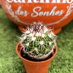 Catos – Cactaceae - vaso 5,5 cm