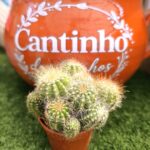 Catos – Cactaceae - vaso - 5.5 cm