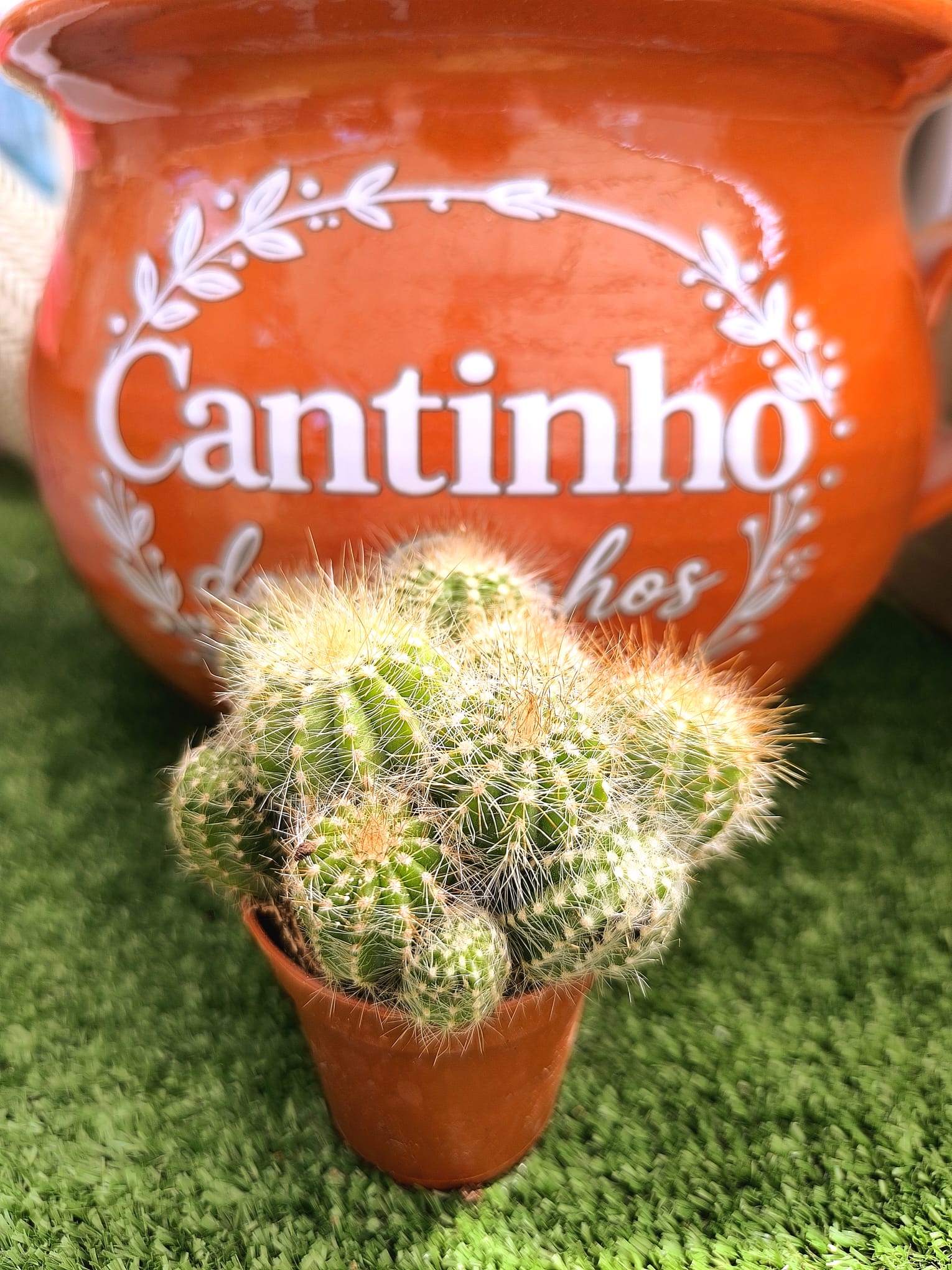 cato 5.5 Catos – Cactaceae - vaso - 5.5 cm - Image 1