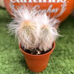 Catos – Cactaceae - vaso 5,5 cm