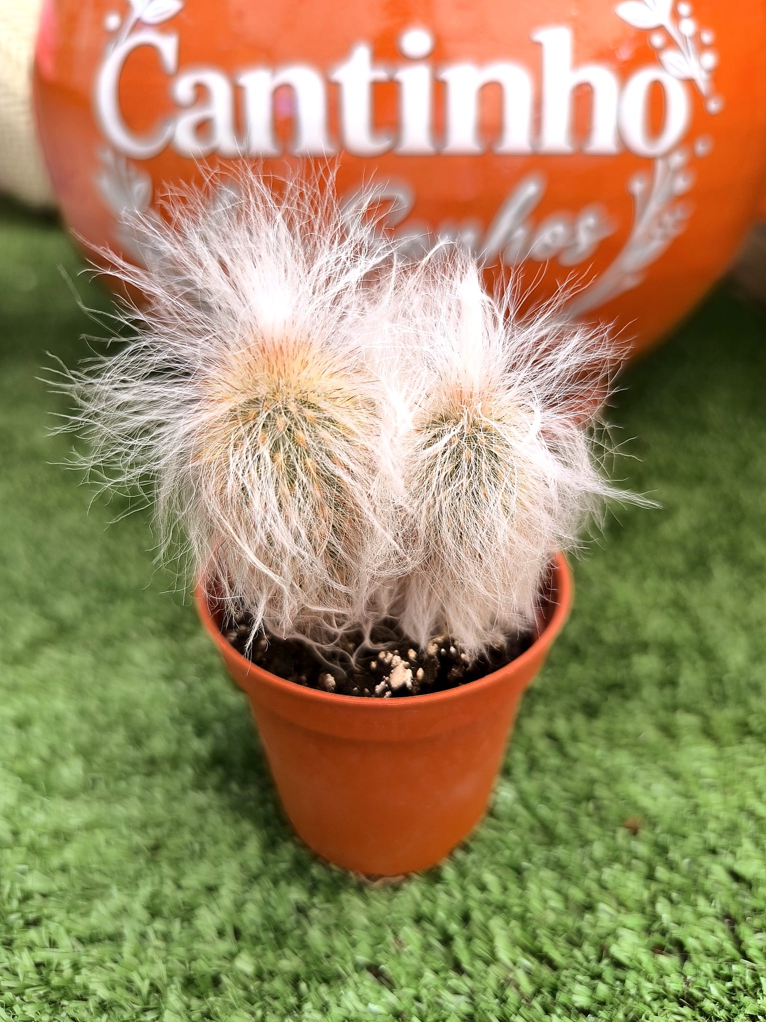 cato 5.5 cm Catos – Cactaceae - vaso 5,5 cm - Image 1