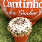 Catos – Cactaceae - vaso 5,5 cm