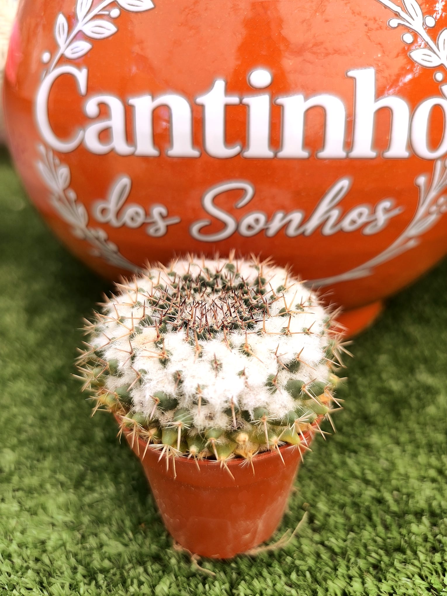 cato 5.5 cm Catos – Cactaceae - vaso 5,5 cm - Image 1