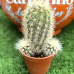 Catos – Cactaceae - vaso 5,5 cm