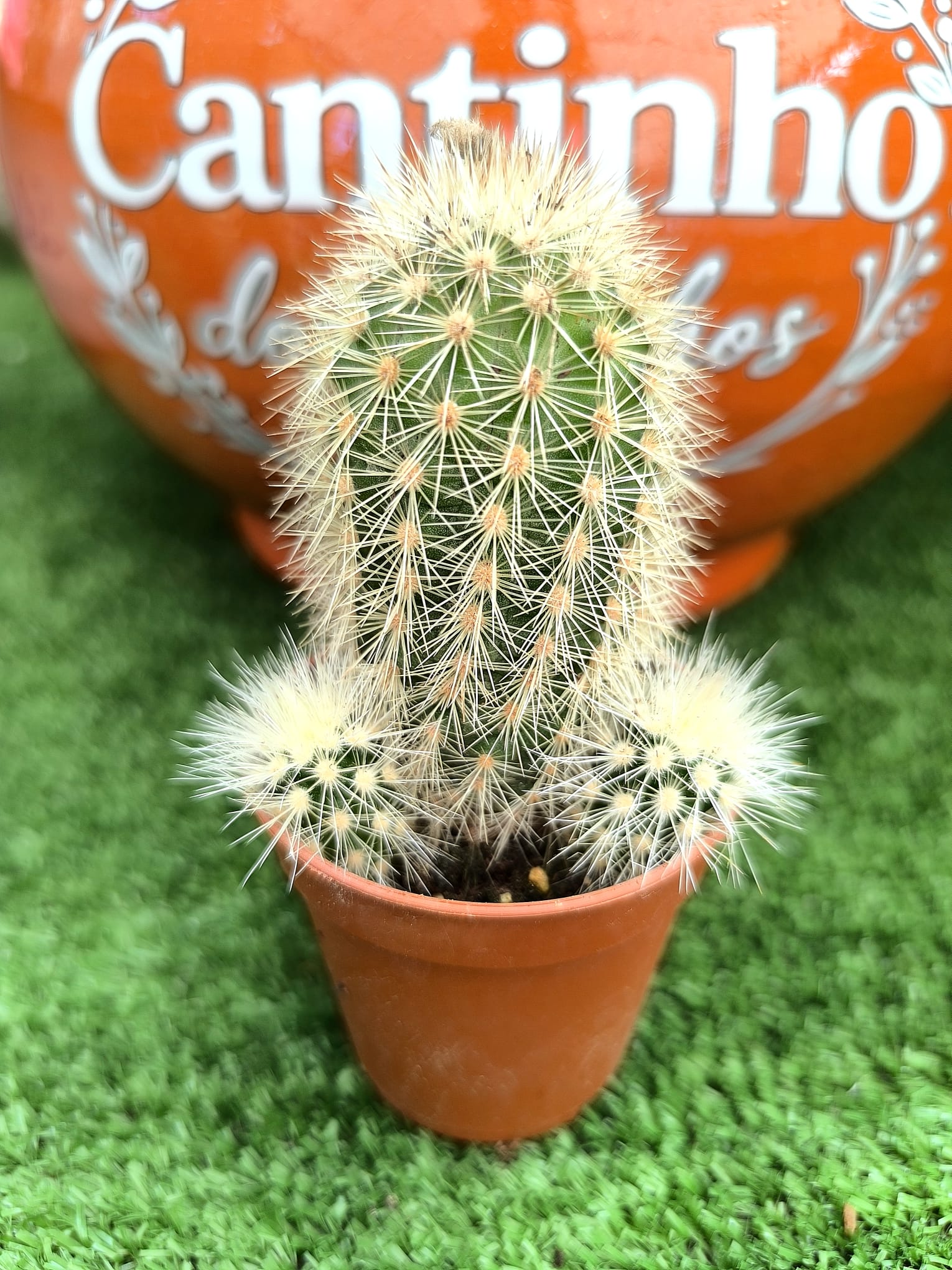 cato 5,5 cm Catos – Cactaceae - vaso 5,5 cm - Image 1