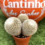 Catos – Cactaceae - vaso 5.5 cm