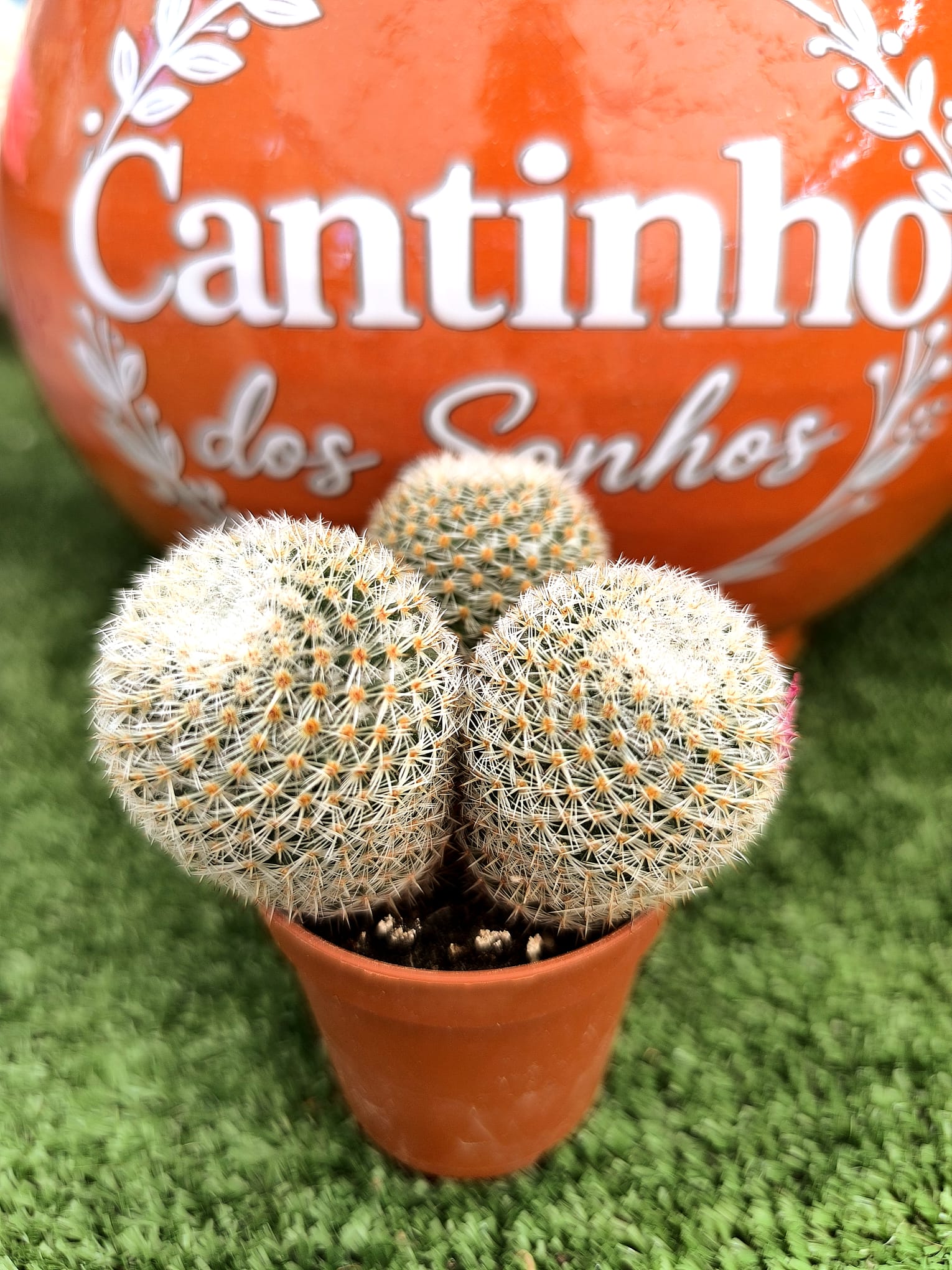 cato vaso 5.5 cm Catos – Cactaceae - vaso 5.5 cm - Image 1