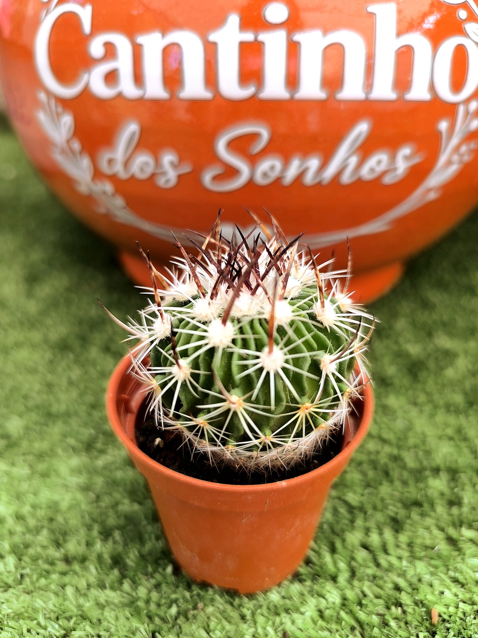 cato Catos – Cactaceae - vaso 5,5 cm - Image 1