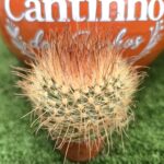 Catos – Cactaceae - vaso - 5.5 cm