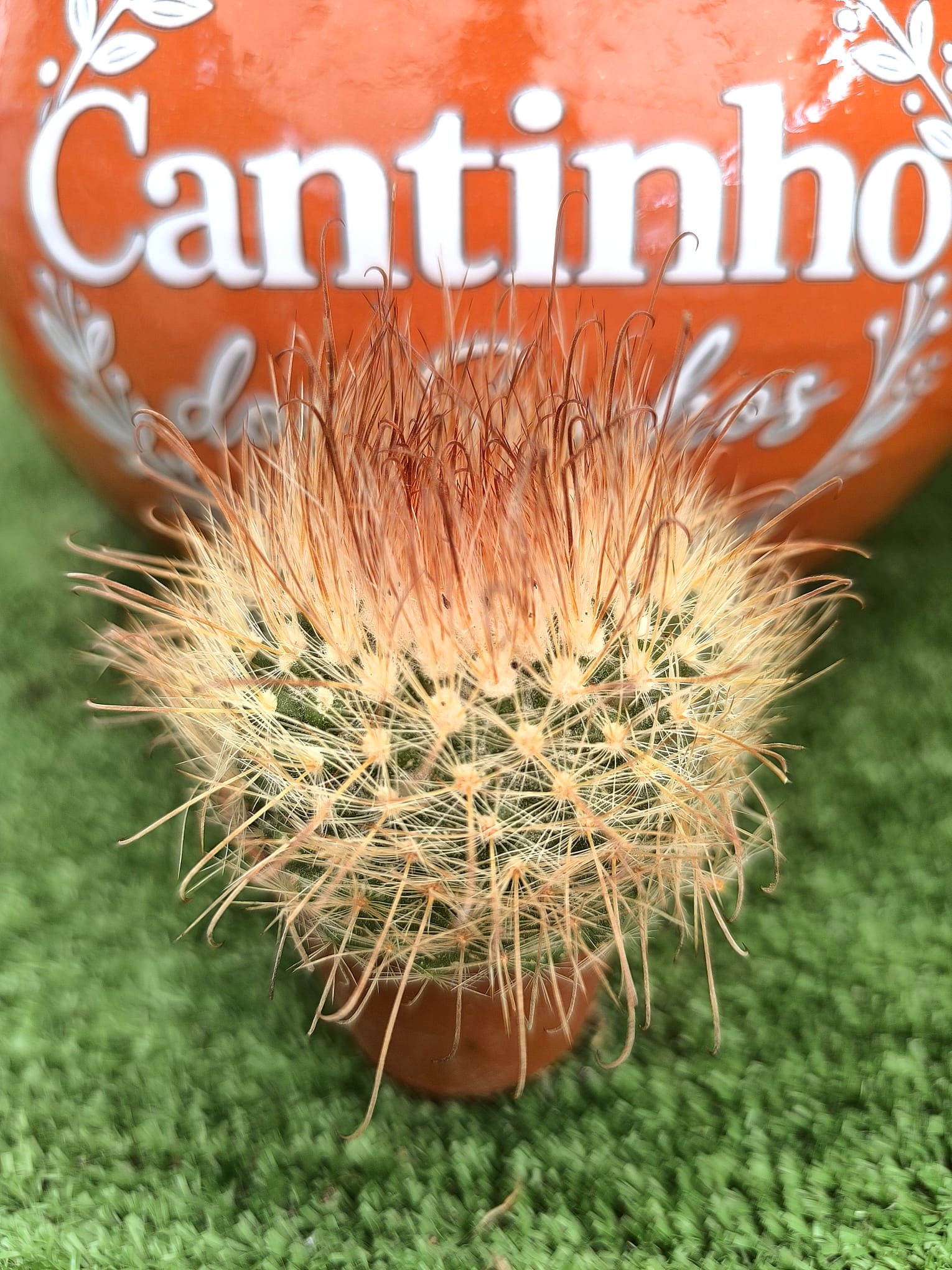 cs Catos – Cactaceae - vaso - 5.5 cm - Image 1