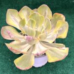 Echeveria gibbiflora ‘Infante’ - vaso 13cm