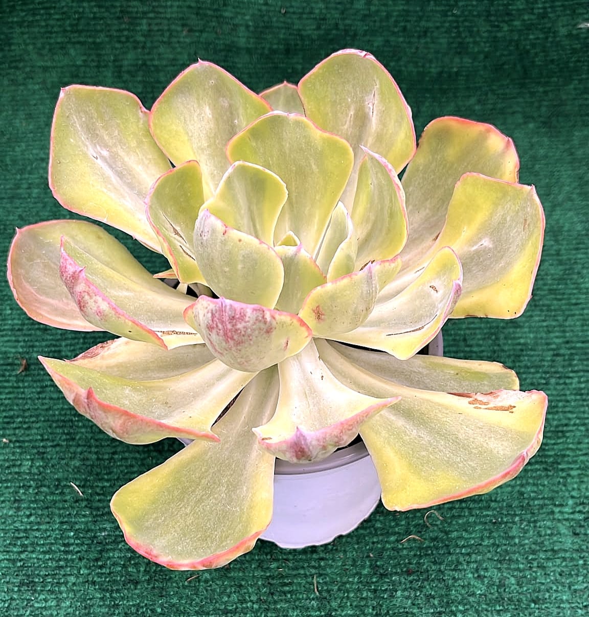 echveria gibiflora infante Echeveria gibbiflora ‘Infante’ - vaso 13cm - Image 1