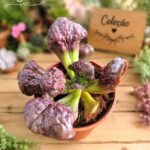 Echeveria gibbiflora ‘Purple Cauliflower’ ( coleção) - vaso -13 cm