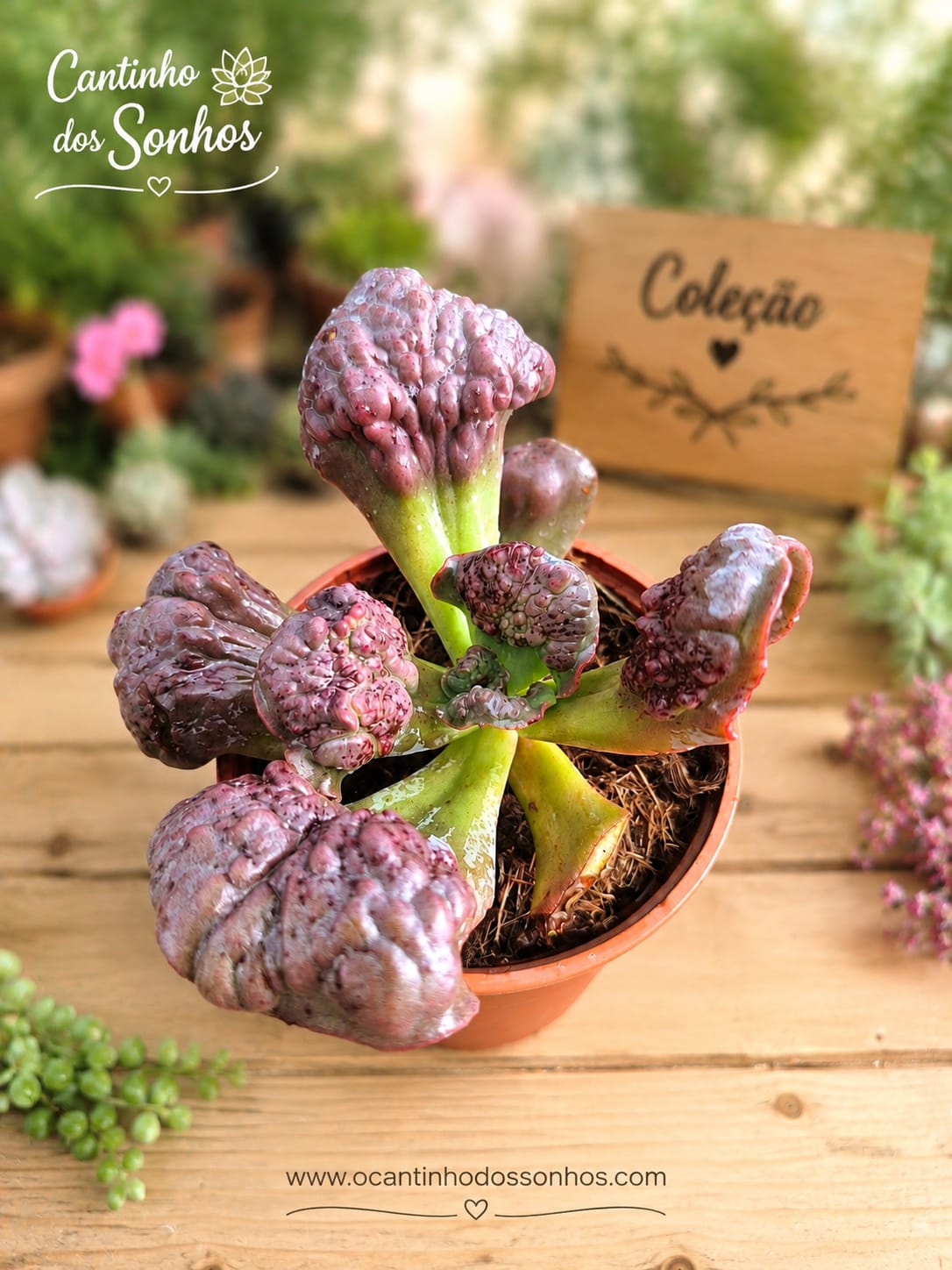 echveria purple cauliflor vaso 13 cm Echeveria gibbiflora ‘Purple Cauliflower’ ( coleção) - vaso -13 cm - Image 1