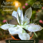 Agave Parrasana 'Triumphant' (COLEÇÃO)