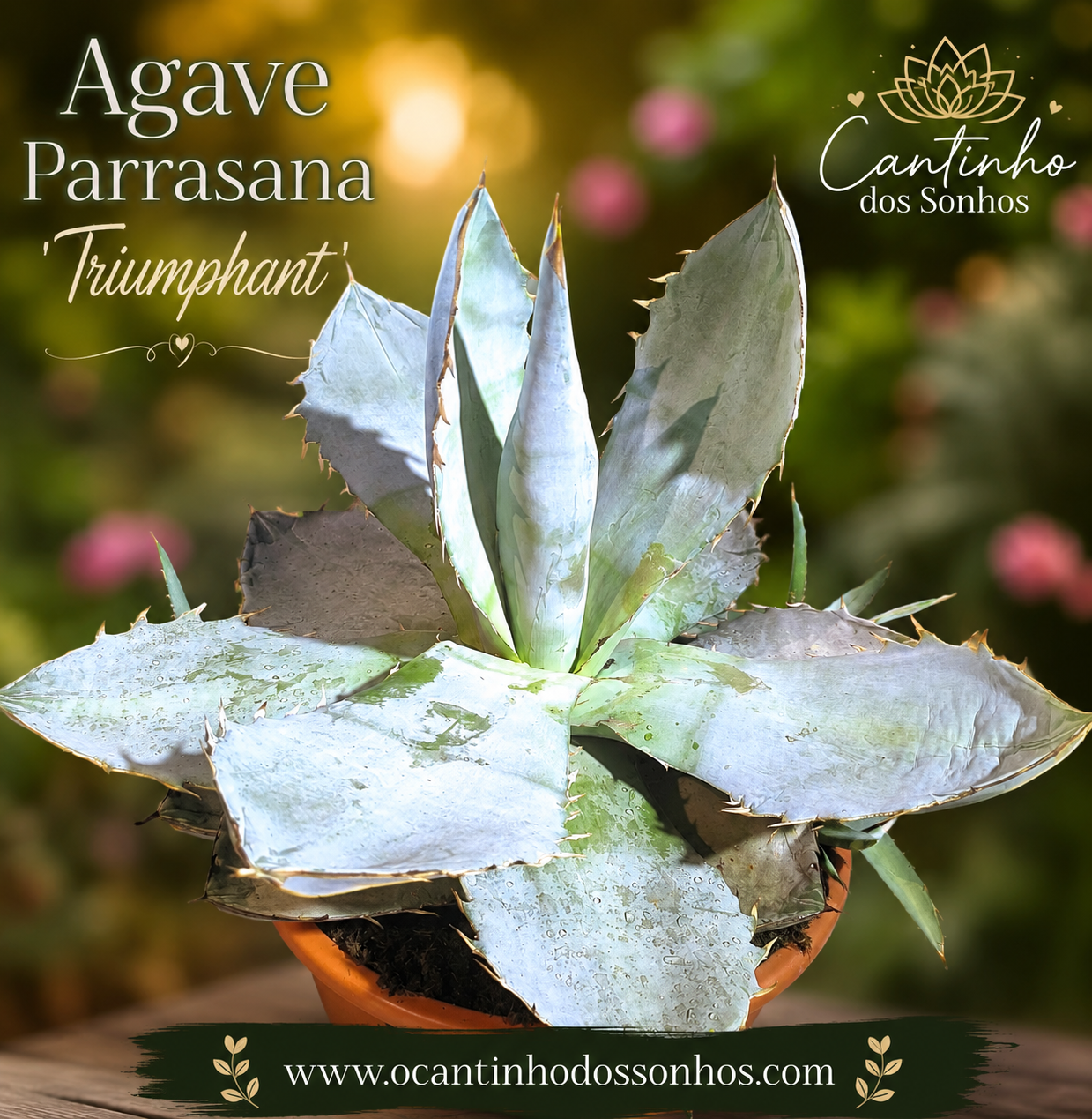 inbound5578621075979540194 Agave Parrasana 'Triumphant' (COLEÇÃO) - Image 1