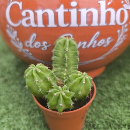 Catos – Cactaceae - vaso- 5.5 cm