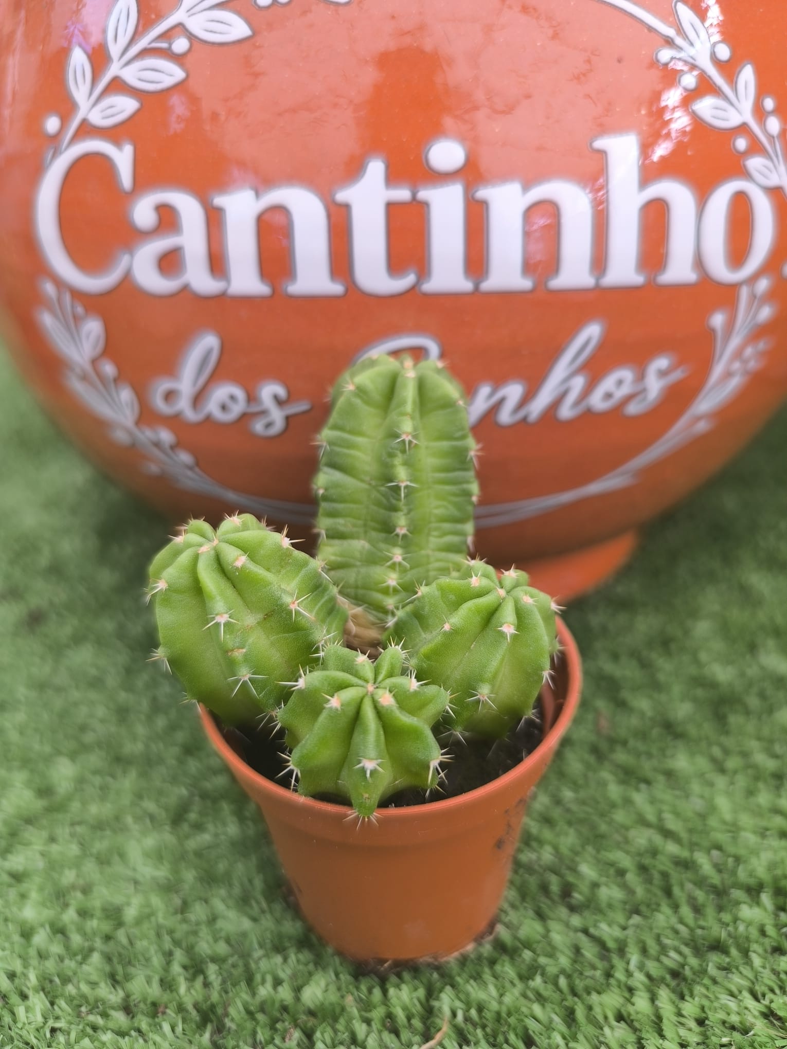 l Catos – Cactaceae - vaso- 5.5 cm - Image 1