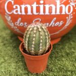 Catos – Cactaceae - vaso - 5.5 cm