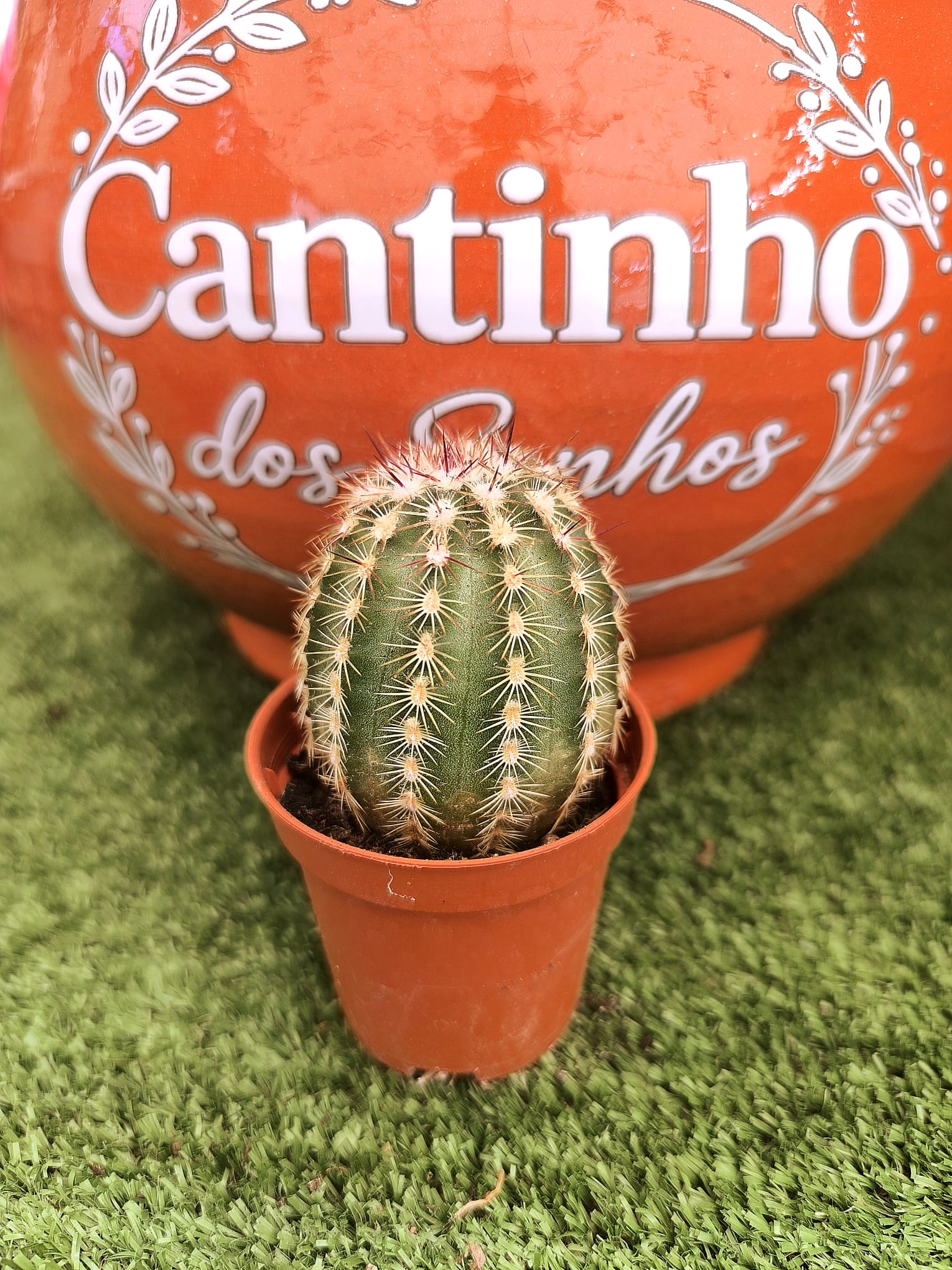 pico Catos – Cactaceae - vaso - 5.5 cm - Image 1