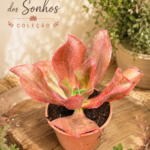 Echeveria gibbiflora de Coleção - vaso 13 cm