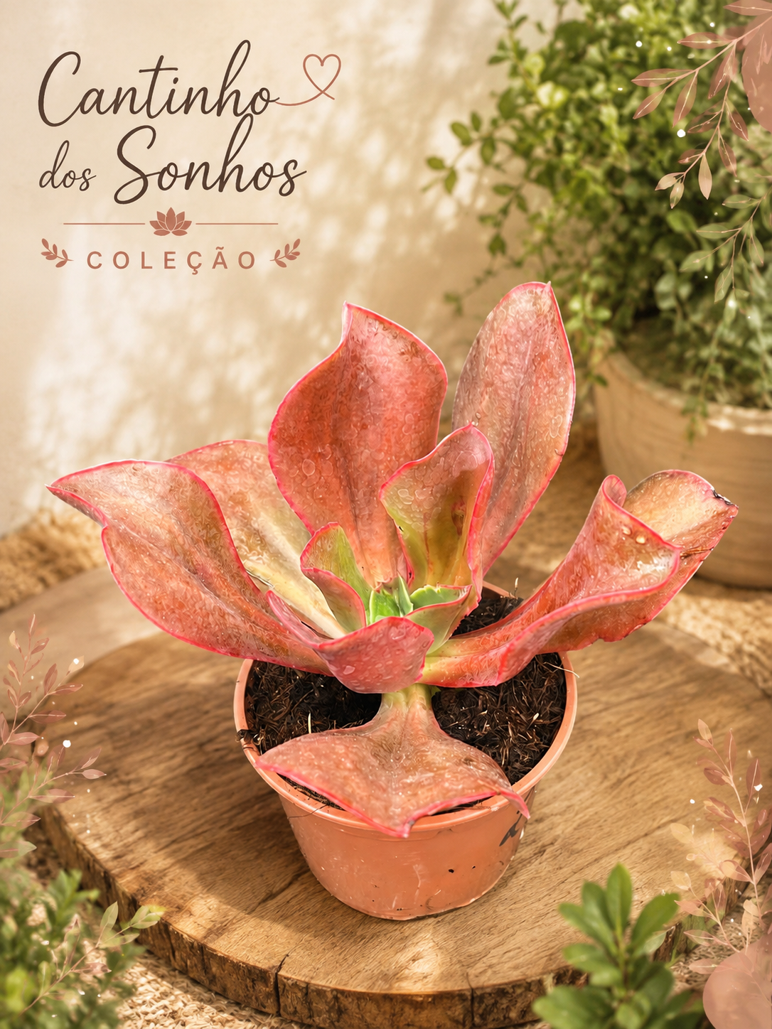 sid Echeveria gibbiflora de Coleção - vaso 13 cm - Image 1