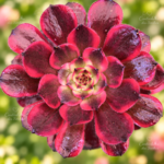 Aeonium de Coleção ‘Neverhong’ vaso-13 cm