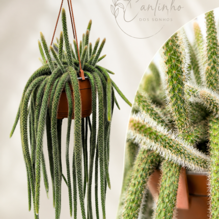 Cato Rabo de Rato – Aporocactus flagelliformis