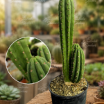 Cato São Pedro: Echinopsis pachanoi "exemplar com aproximadamente 75 cm de altura"