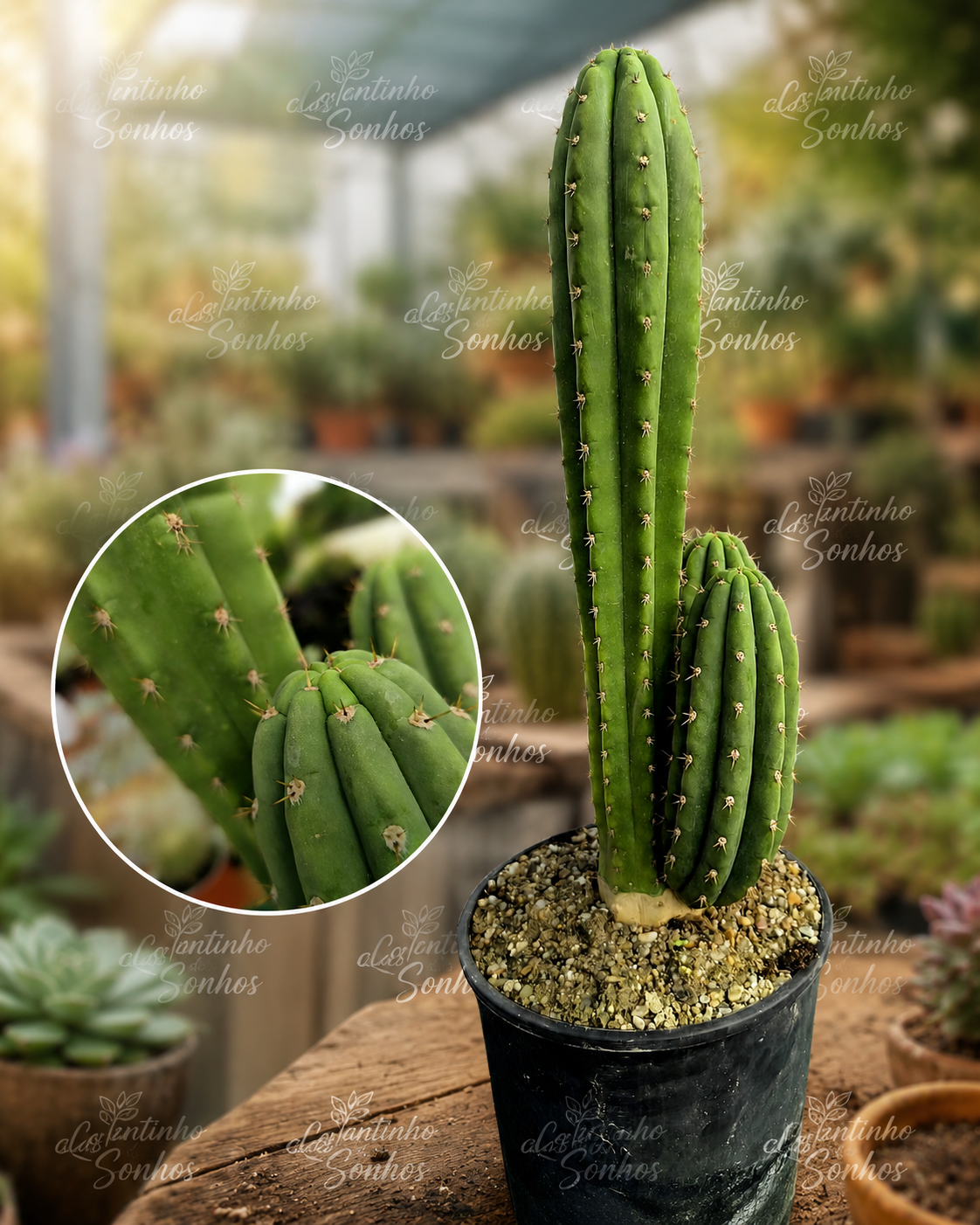 ChatGPT Image 4_09_2026, 17_44_11 Cato São Pedro: Echinopsis pachanoi "exemplar com aproximadamente 75 cm de altura" - Image 1