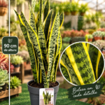 Sansevieria ‘Laurentii’ conhecida como Espada de são Jorge aprox. 90 cm altura