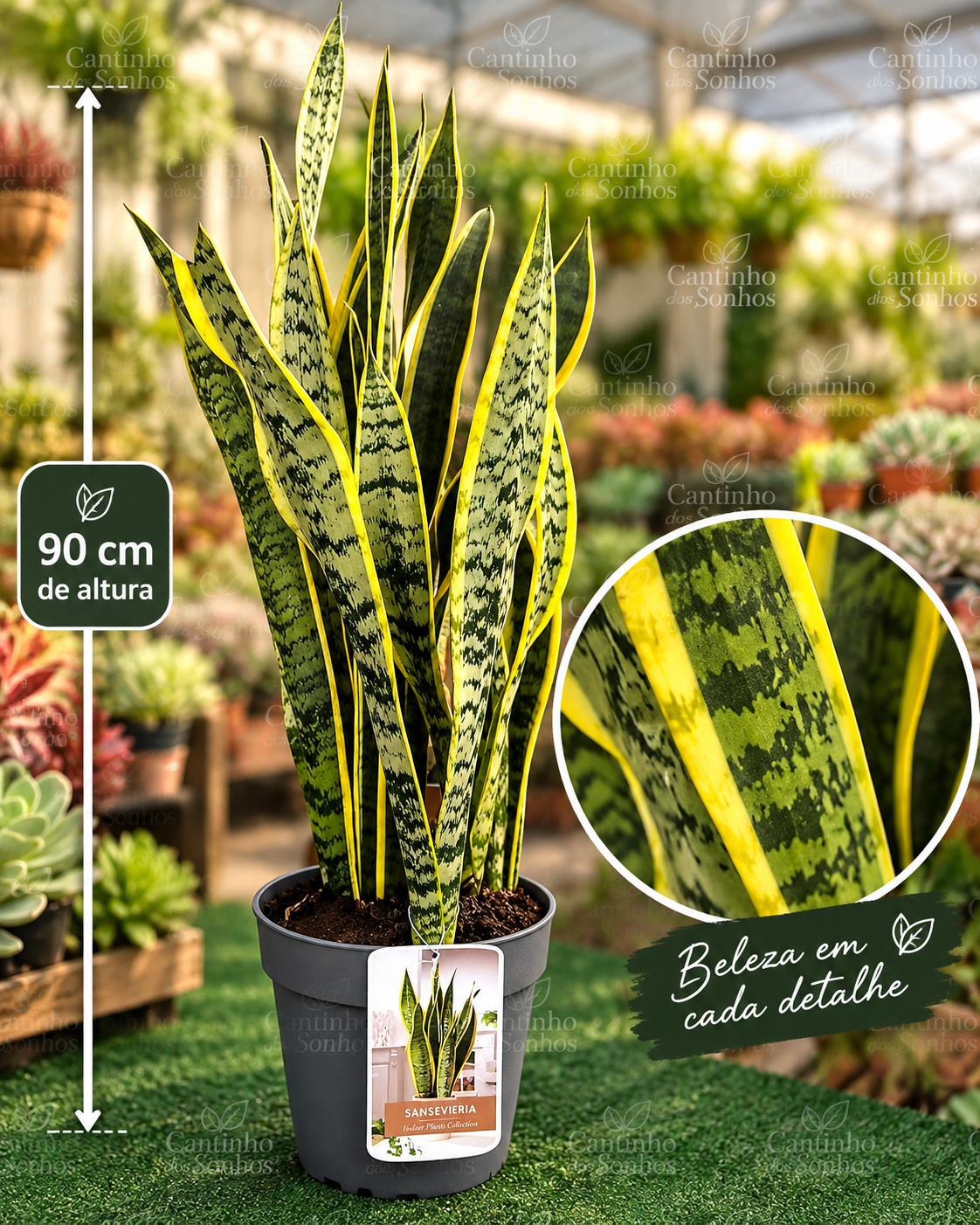 ChatGPT Image 9_09_2026, 09_59_05 Sansevieria ‘Laurentii’ conhecida como Espada de são Jorge aprox. 90 cm altura - Image 1