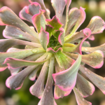 Aeonium de Coleção ‘Golden Frog’ vaso-10.5 cm