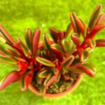 Peperomia – Peperomia spp. vaso - 10.5 cm
