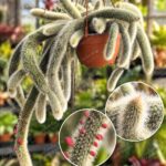 Rabo de Raposa-Nome botânico: Cleistocactus winteri D.R.Hunt  - vaso 17 cm