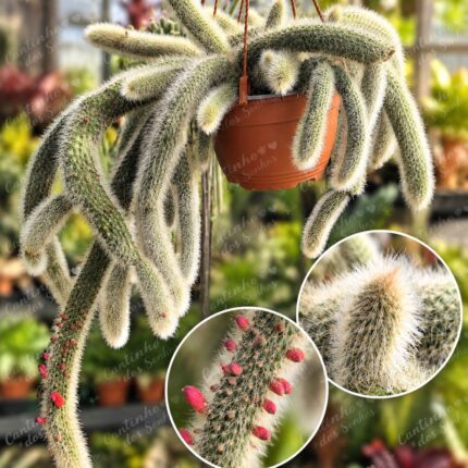 Rabo de Raposa-Nome botânico: Cleistocactus winteri D.R.Hunt  - vaso 17 cm