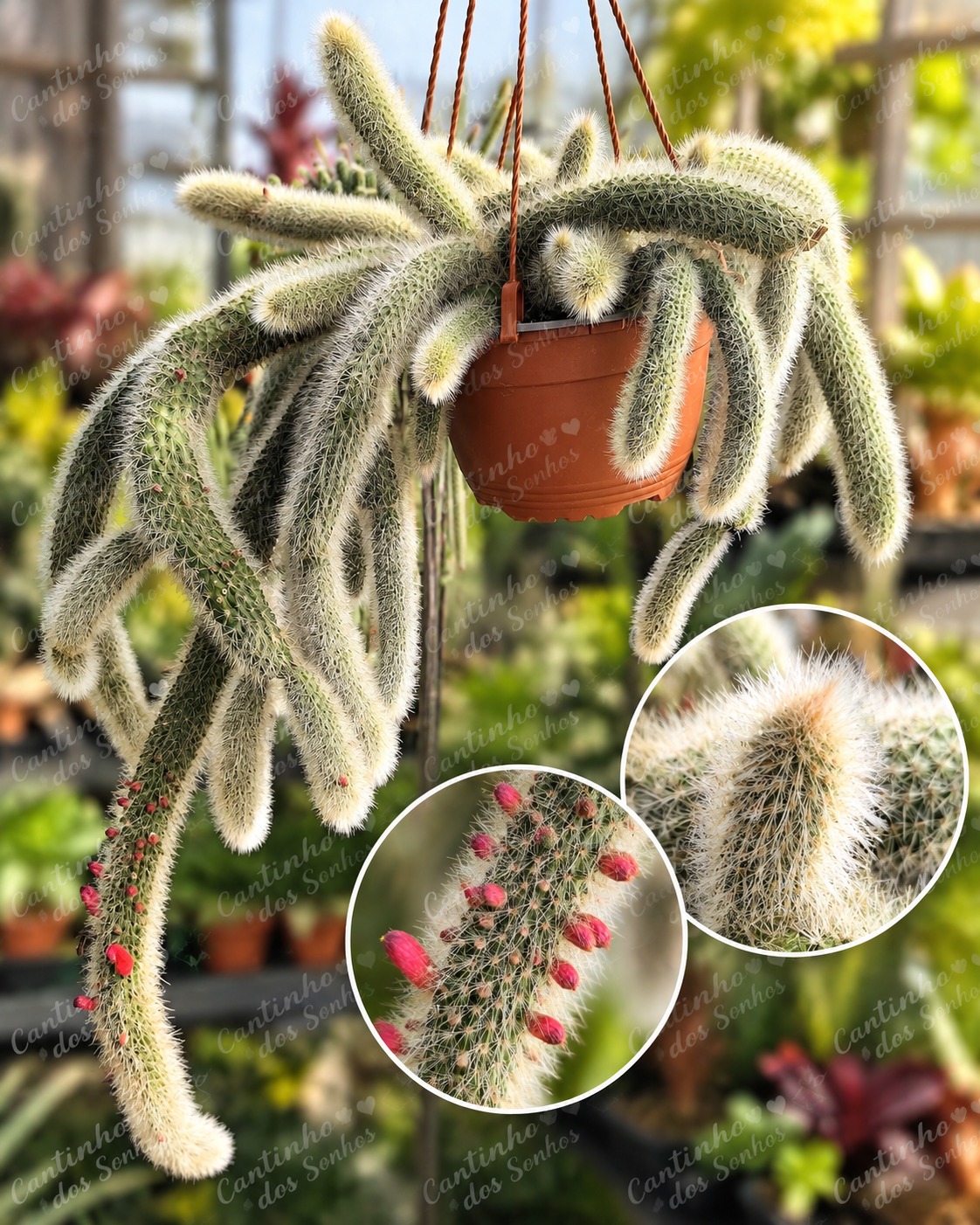 RAPOSA Rabo de Raposa-Nome botânico: Cleistocactus winteri D.R.Hunt - vaso 17 cm - Image 1