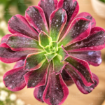 Aeonium de Coleção ‘Eden’  vaso - 13 cm