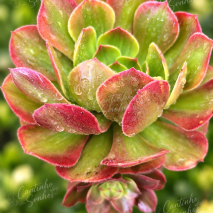 Aeonium de Coleção ‘Ho Ho’ vaso - 12 cm