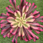 Aeonium de Coleção ‘Red Make’ – Vaso 10,5 cm