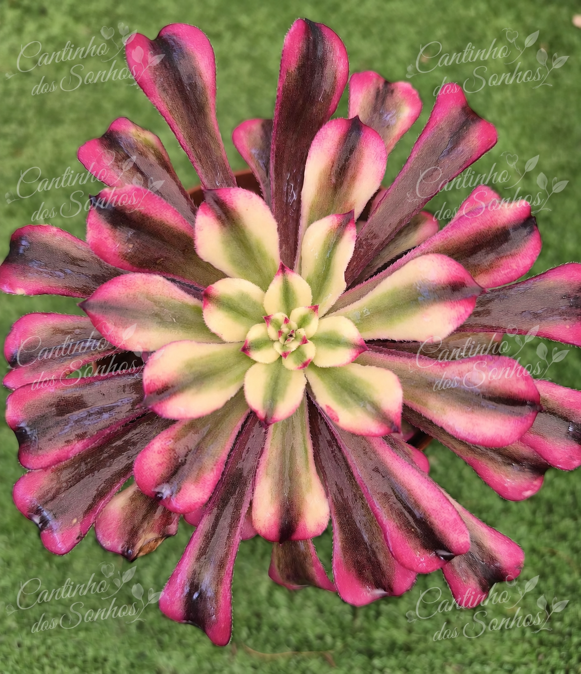 aeopnium red Make Aeonium de Coleção ‘Red Make’ – Vaso 10,5 cm - Image 1