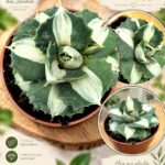 Agave ‘Ouhi-Raijin’ Variegata Agave Variegada de Coleção vaso-8.5 cm