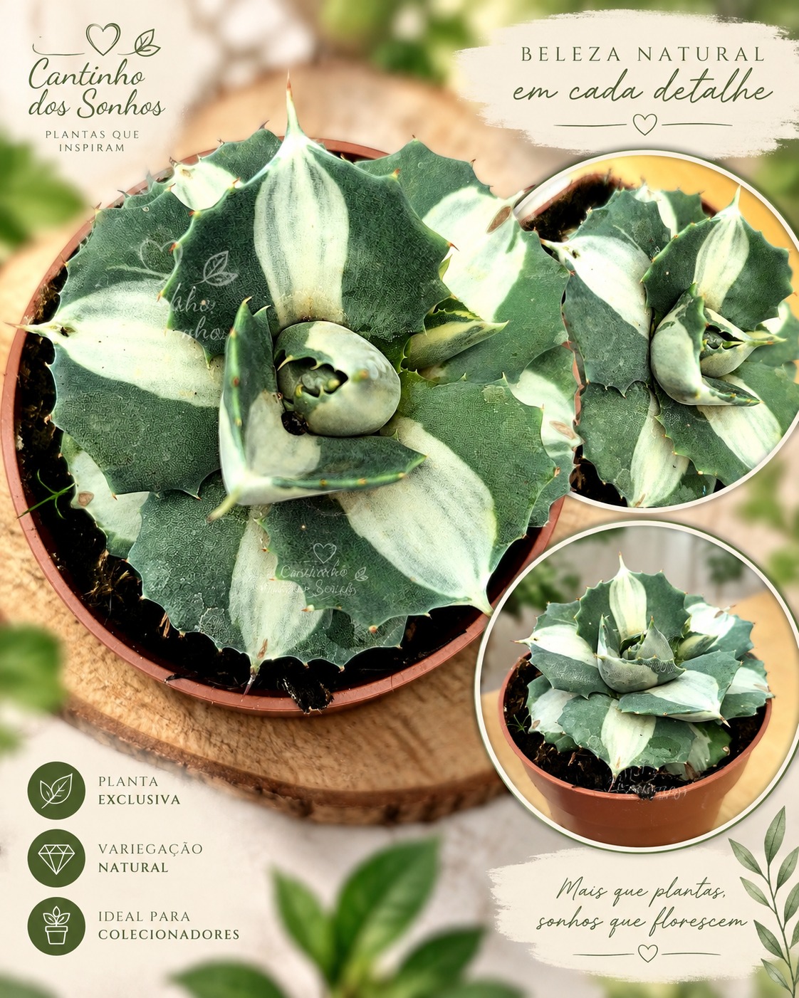 agave Agave ‘Ouhi-Raijin’ Variegata Agave Variegada de Coleção vaso-8.5 cm - Image 1