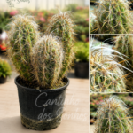Oreocereus celsianus – Cato Velho dos Andes – 50 cm vaso 5l